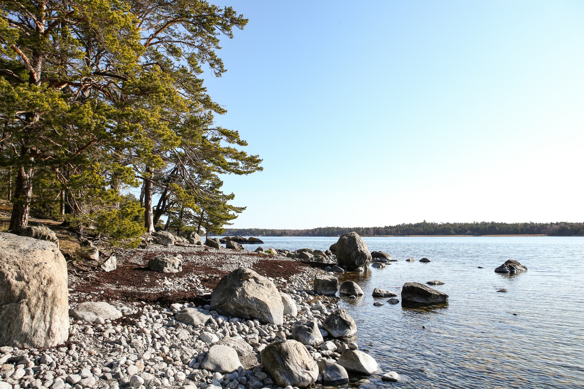 Stenstrand med tallar och blått hav