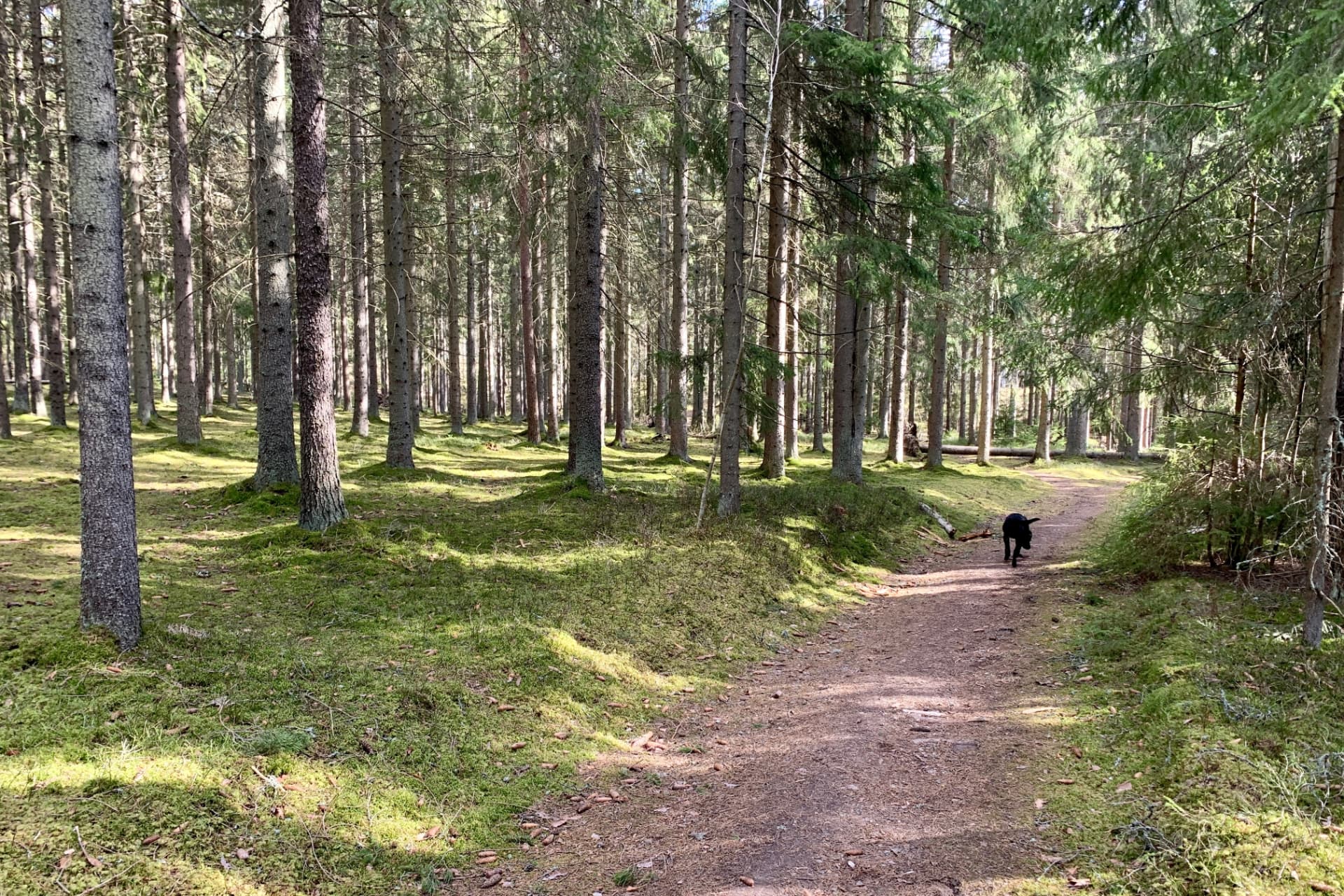 Skogsstigar mellan höga tallar och mossbeklädd mark – perfekt för promenader med hunden eller en stunds lugn i naturen.